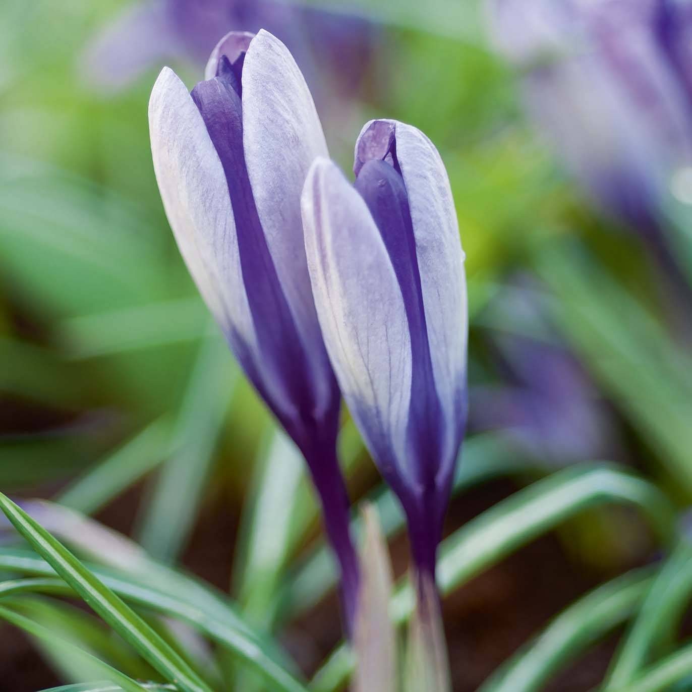 Promesse de Fleurs - Crocus Yalta Bulbe calibre 5+ (par 25)