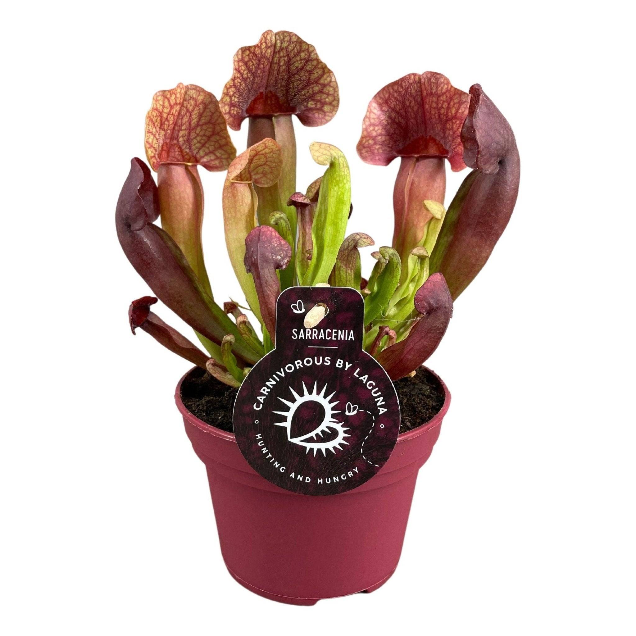 Sarracenia Catesbaei 23cm - Plante d'intérieur- La Green Touch