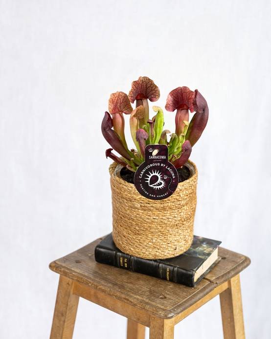 Sarracenia Catesbaei 23cm - Plante d'intérieur- La Green Touch - Image 2