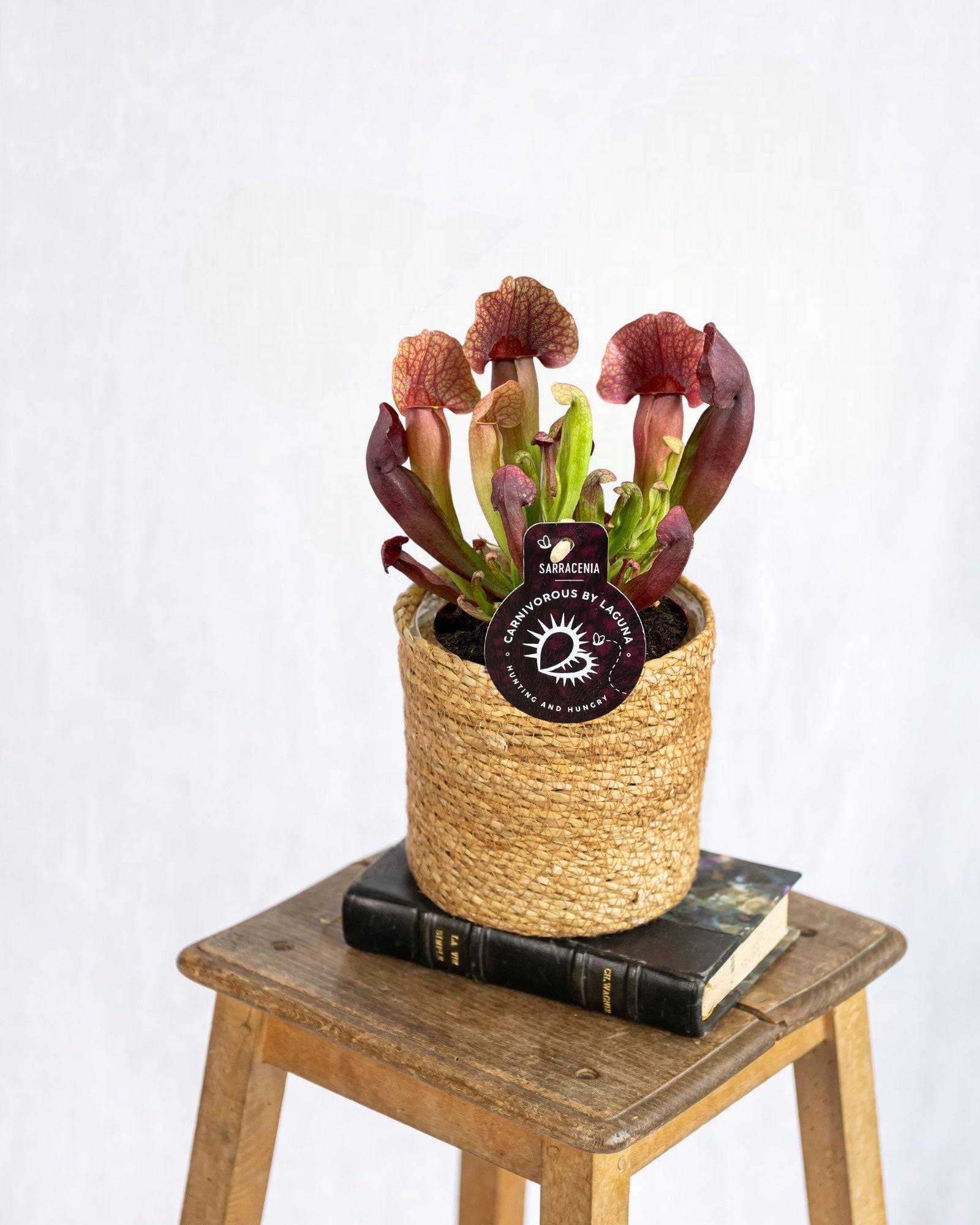 Sarracenia Catesbaei 23cm - Plante d'intérieur- La Green Touch - Image 2