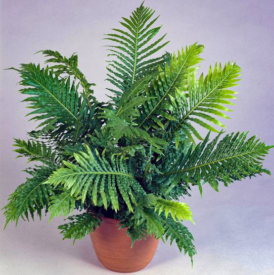 Gardenersdream - Petite Fougère D'Intérieur Délicate | Blechnum "Silver Lady" En Pot | Cadeau De Plante À Vendre - GardenersDream - Image 1