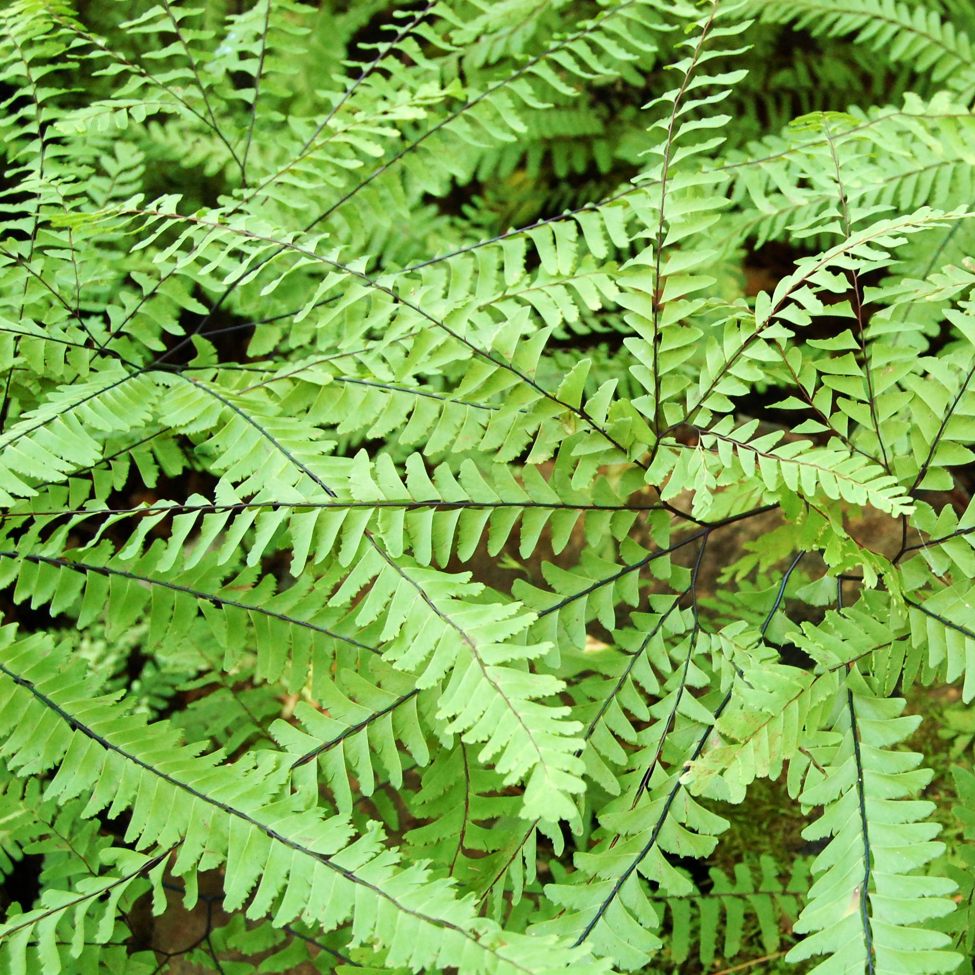 Promesse de Fleurs - Adiantum aleuticum Imbricatum - Capillaire, Fougère Godet de 8/9 cm