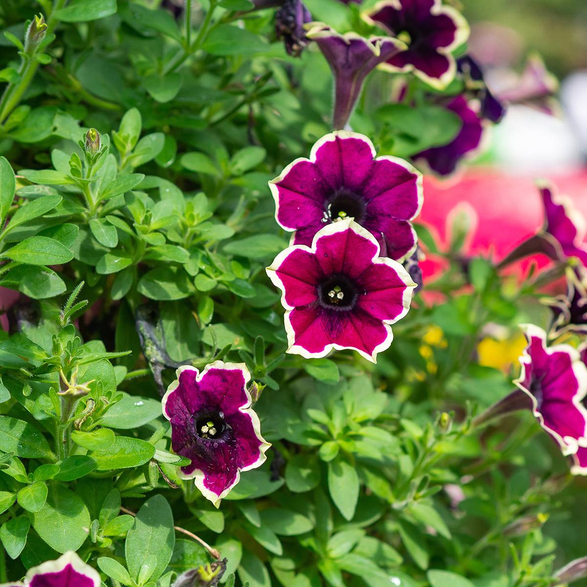 Pétunia Cardinal Rim Mini-motte Ø 3/4 cm (par 5)