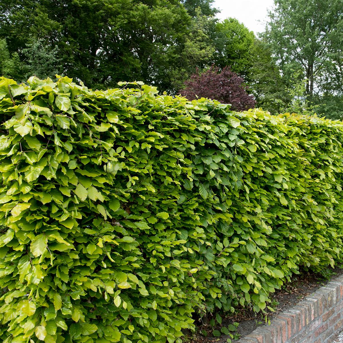 Hêtre commun - Fagus sylvatica Godet de 8/9 cm - Image 1