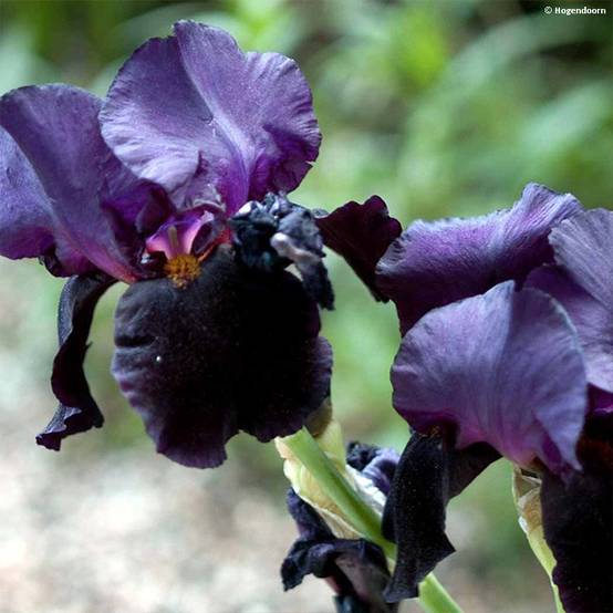 Iris germanica Black Dragon - Iris des Jardins Pot de 1,5L/2L