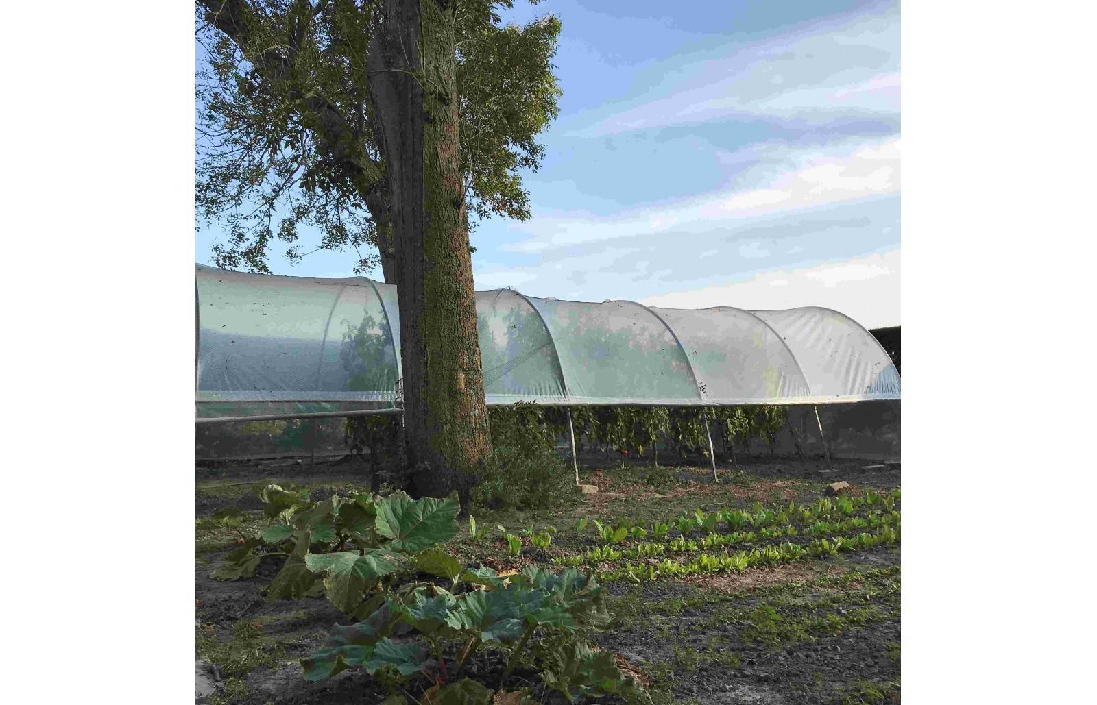 Serre tunnel de jardin - 27m² -  3,7 x 7,5 m - pieds arrondis - polyéthylène haute densité - aérations latérales - LES SERRES TONNEAU - Image 4