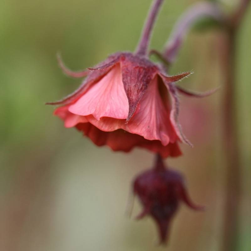 Geum rivale Leonard's Variety - Benoîte des Rives Godet de 7/8 cm - Image 1