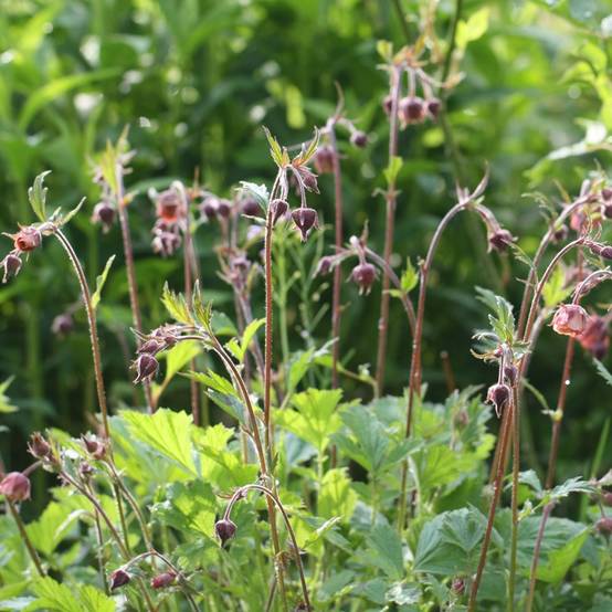 Geum rivale Leonard's Variety - Benoîte des Rives Godet de 7/8 cm - Image 2