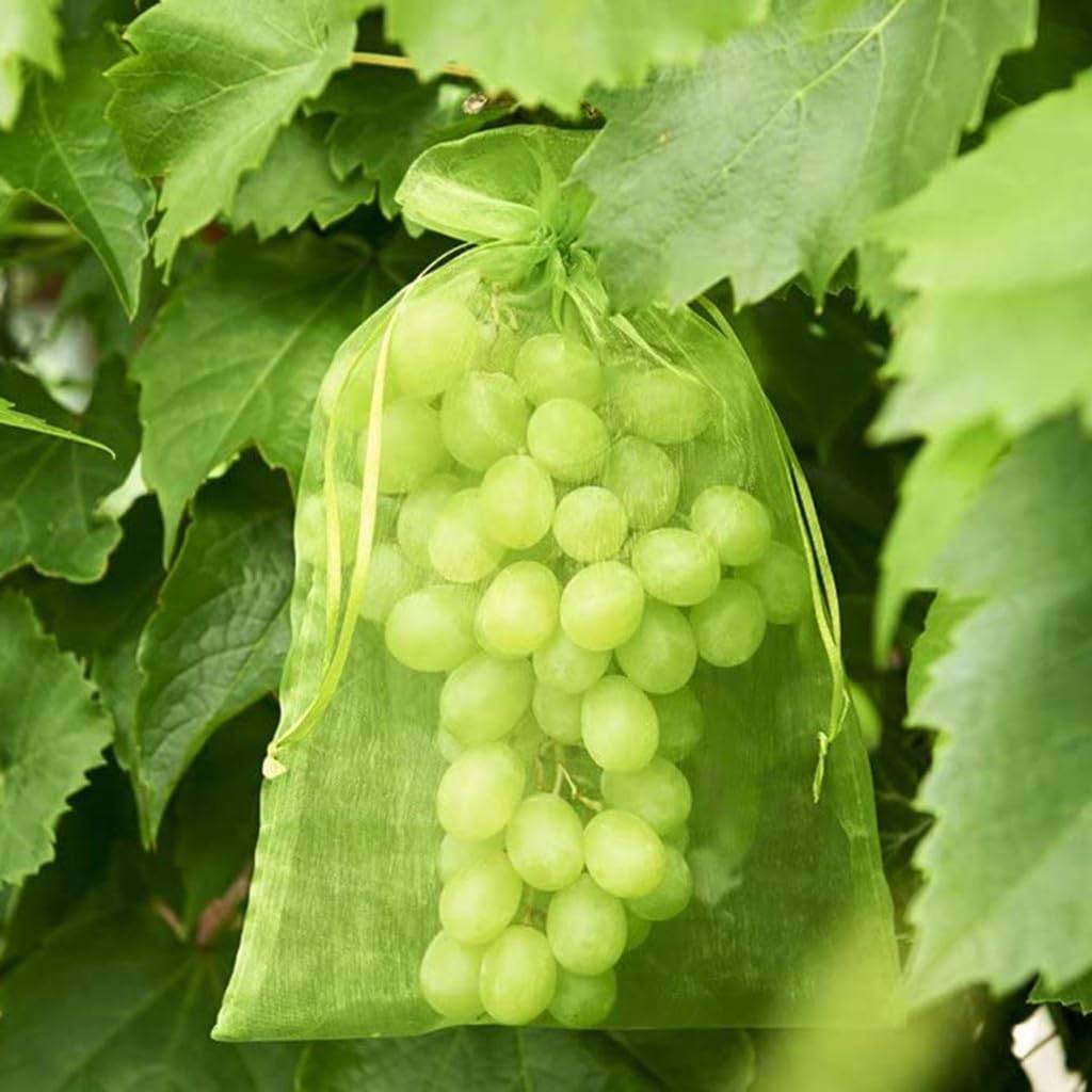 IntiMeg - 100 Pièces Sachet Protection Raisin Vert clair 13x18cm - IntiMeg - Image 3