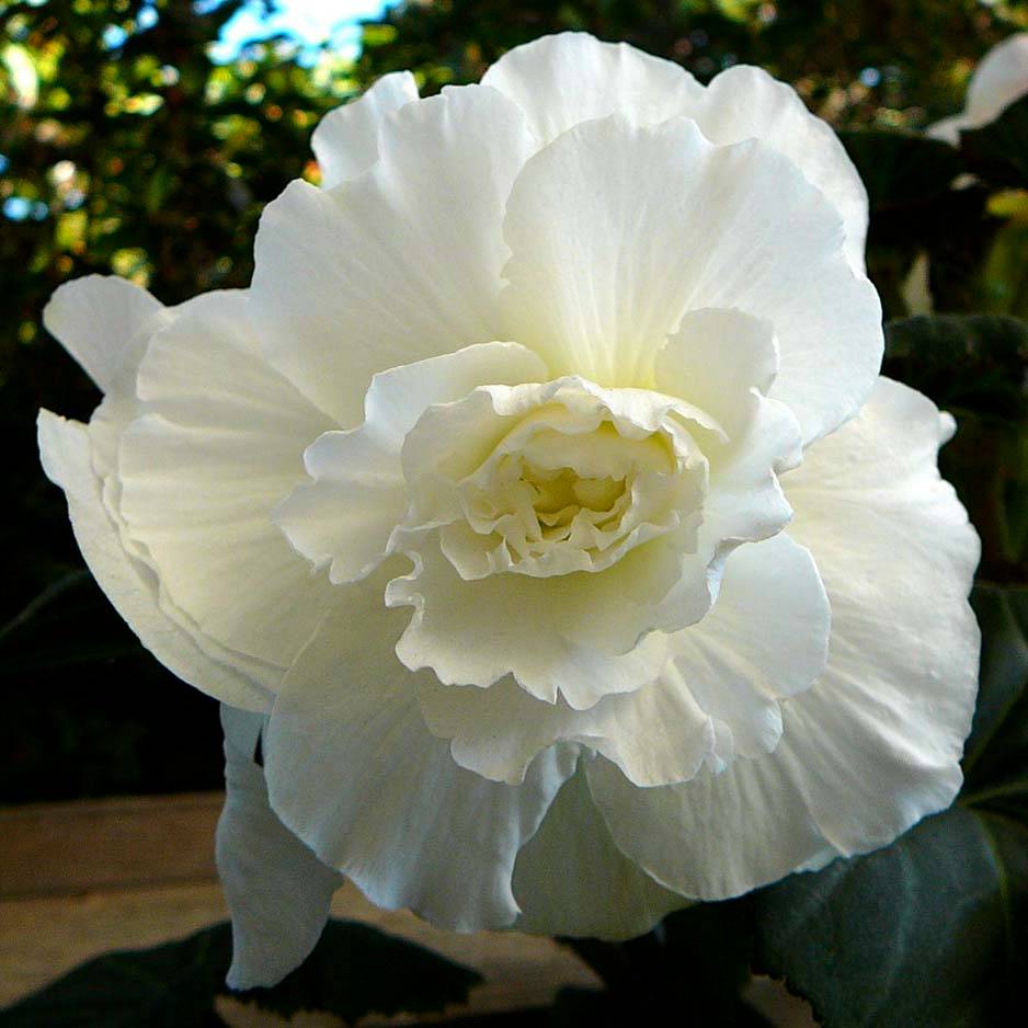 Begonia Grandiflora Blanc Bulbe calibre 6+ (par 3)