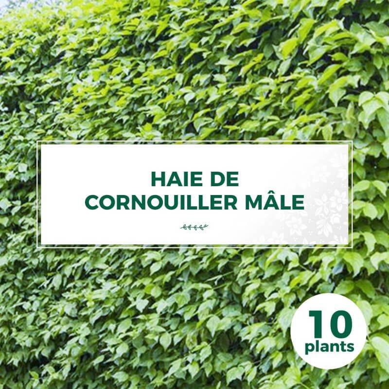 10 Cornouillers Mâle (Cornus Mas) - Haie de Cornouiller Mâle -  - Pépinières Naudet - Image 1