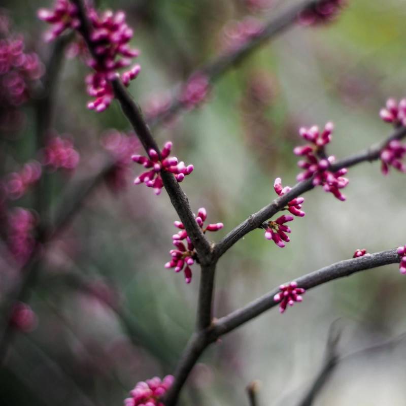 Cercis silicastre, Arbre de Judée, Gainier à fleurs Rose/Rouge - feuillage Caduc - Pot de 7,5L - 60/80 cm - Image 5