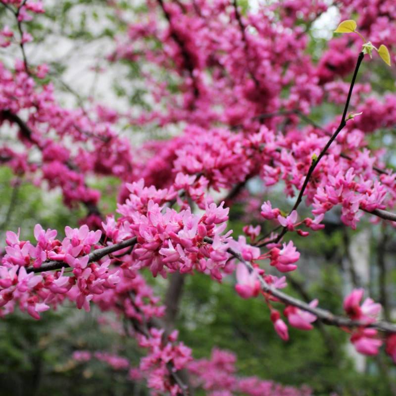 Cercis silicastre, Arbre de Judée, Gainier à fleurs Rose/Rouge - feuillage Caduc - Pot de 7,5L - 60/80 cm - Image 3