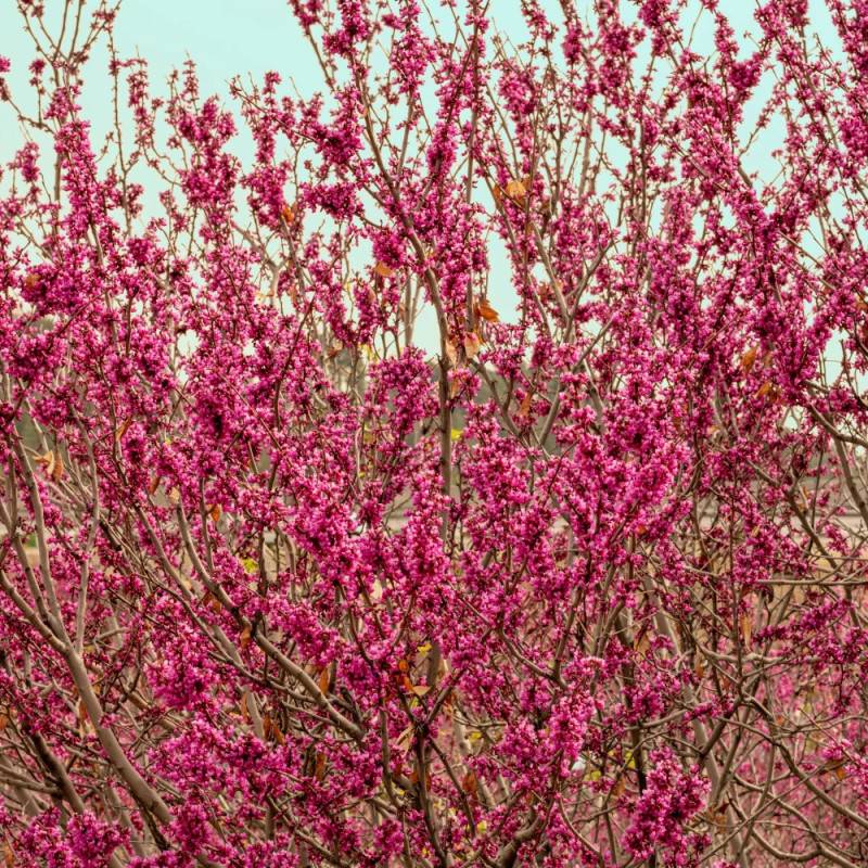 Cercis silicastre, Arbre de Judée, Gainier à fleurs Rose/Rouge - feuillage Caduc - Pot de 7,5L - 60/80 cm - Image 4