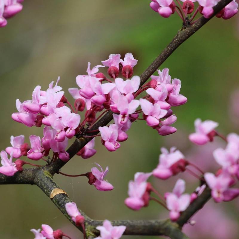 Cercis silicastre, Arbre de Judée, Gainier à fleurs Rose/Rouge - feuillage Caduc - Pot de 7,5L - 60/80 cm - Image 8