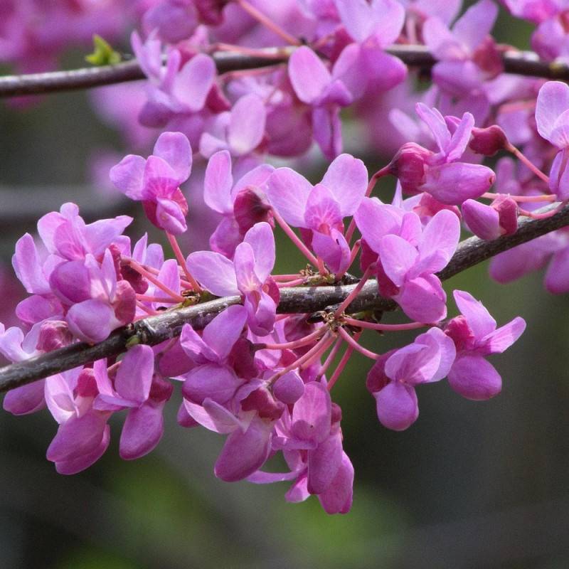 Cercis silicastre, Arbre de Judée, Gainier à fleurs Rose/Rouge - feuillage Caduc - Pot de 7,5L - 60/80 cm - Image 9