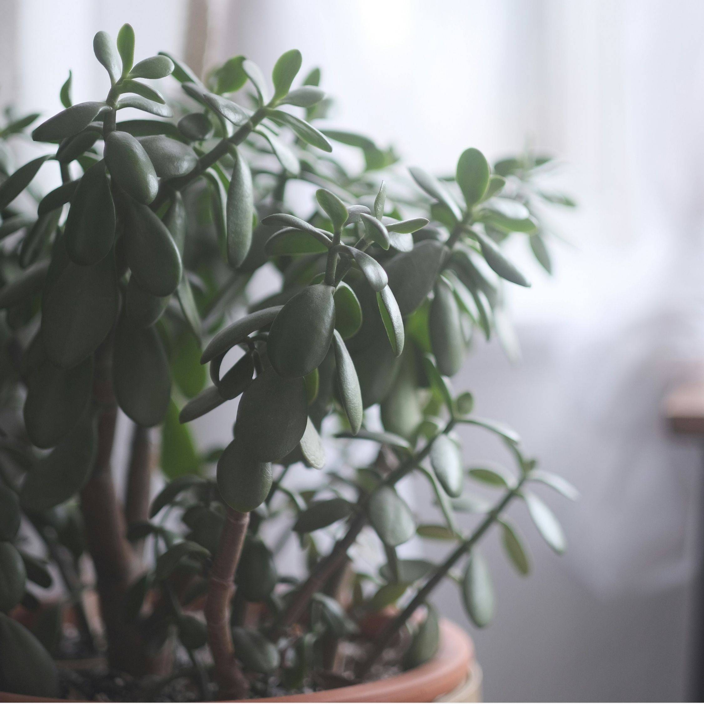 Plant In A Box - Arbre de jade - Crassula ovata 'Minor' - Hauteur 60-65cm - ⌀30cm - Image 3