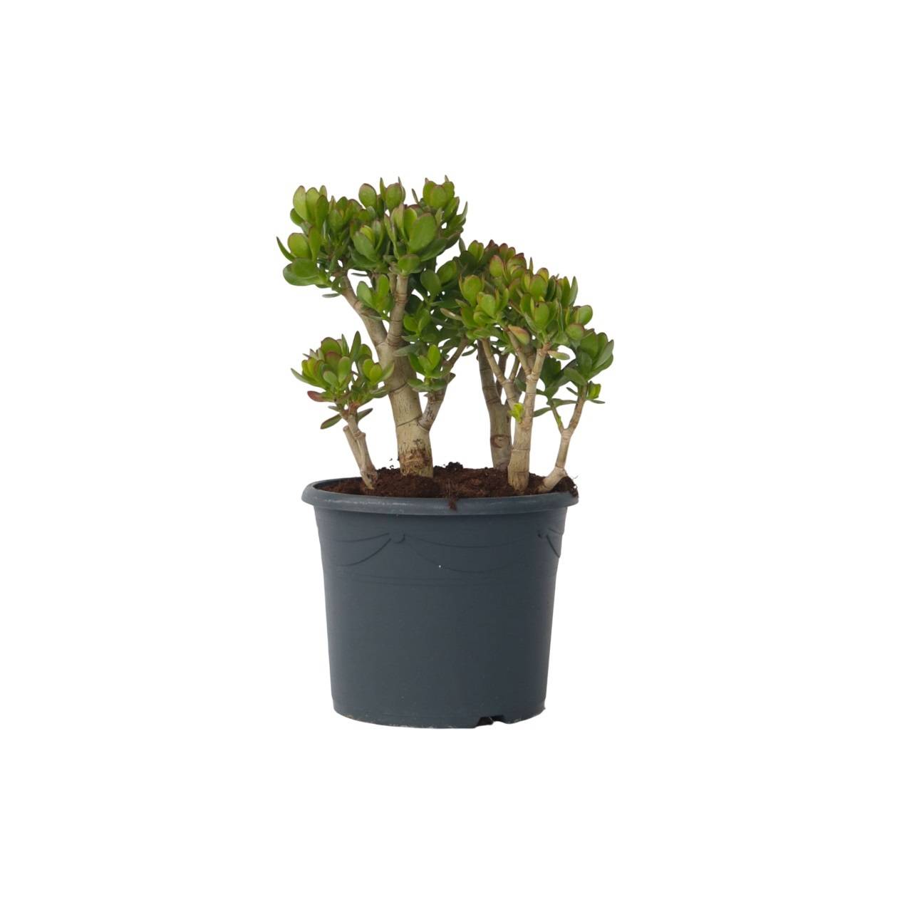 Plant In A Box - Arbre de jade - Crassula ovata 'Minor' - Hauteur 60-65cm - ⌀30cm - Image 1