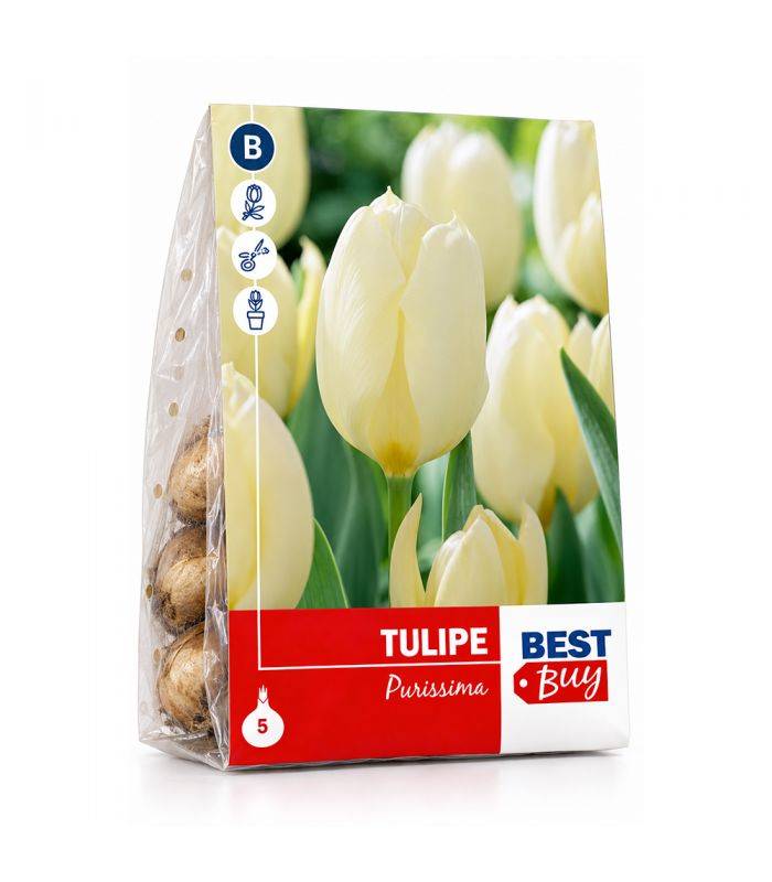 Tulipe Purissima Sgaravatti 5 bulbes blancs, floraison printanière élégante idéale en massif ou en pot - 618006 - Image 2