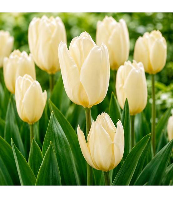 Tulipe Purissima Sgaravatti 5 bulbes blancs, floraison printanière élégante idéale en massif ou en pot - 618006 - Image 1