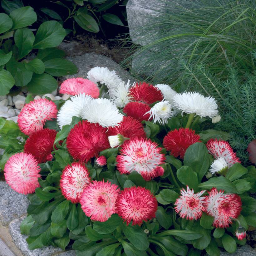 Graines de Pâquerette Habanera Mix (enrobées) - Bellis Perennis le sachet de 35 graines environ - Graines enrobées