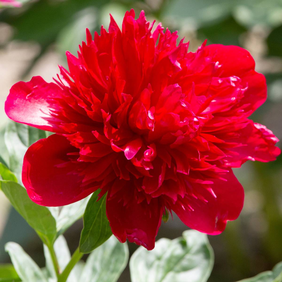 Promesse de Fleurs - Pivoine lactiflora Diana Parks Pot de 3L/4L