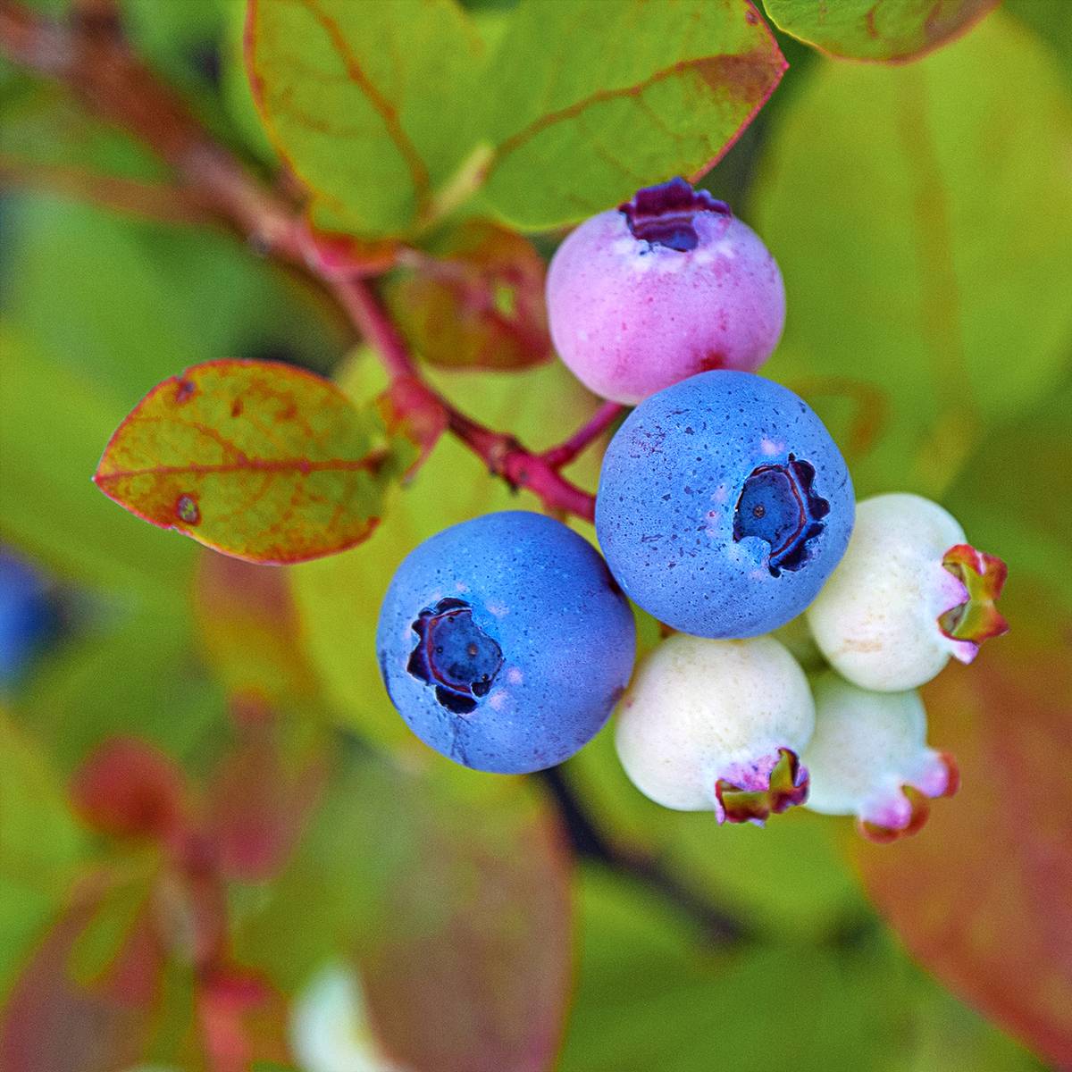 Myrtille d'Amérique - Vaccinium corymbosum Legacy Godet de 8/9 cm