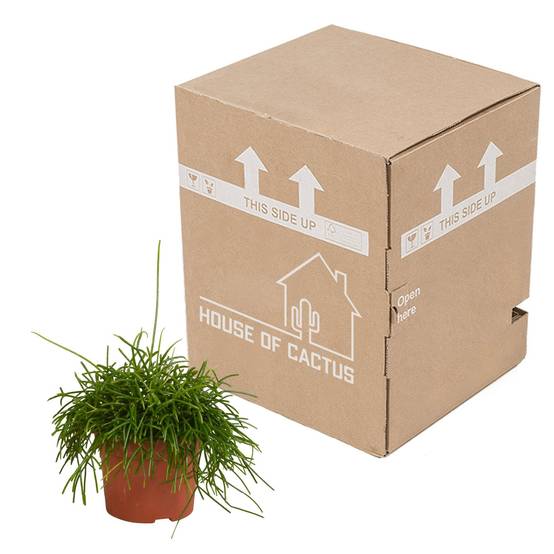 Rhipsalis Baccifera Oasis h26cm- La Green Touch - Image 4