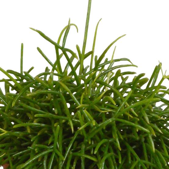 Rhipsalis Baccifera Oasis h26cm- La Green Touch - Image 3