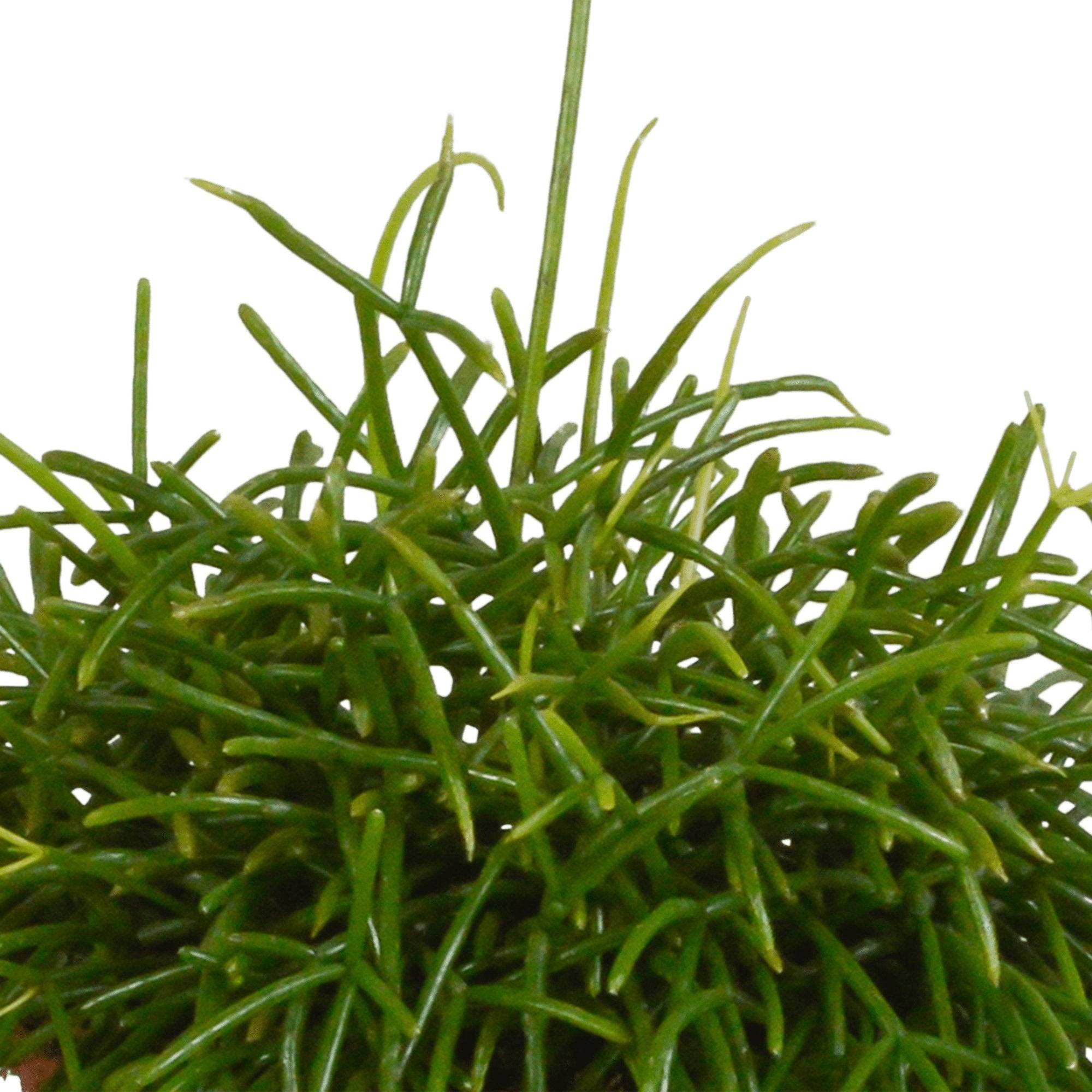 Rhipsalis Baccifera Oasis h26cm- La Green Touch - Image 3