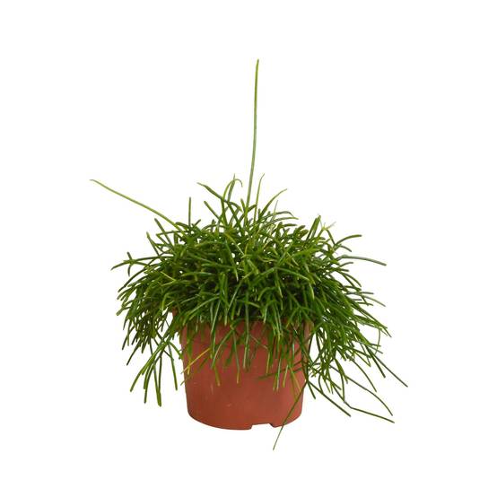 Rhipsalis Baccifera Oasis h26cm- La Green Touch - Image 1