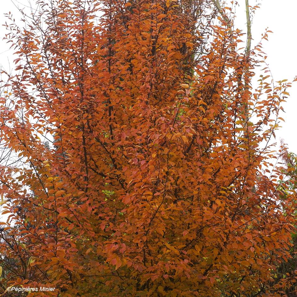 Promesse de Fleurs - Carpinus betulus Orange Retz - Charme commun Pot de 4L/5L - Image 1