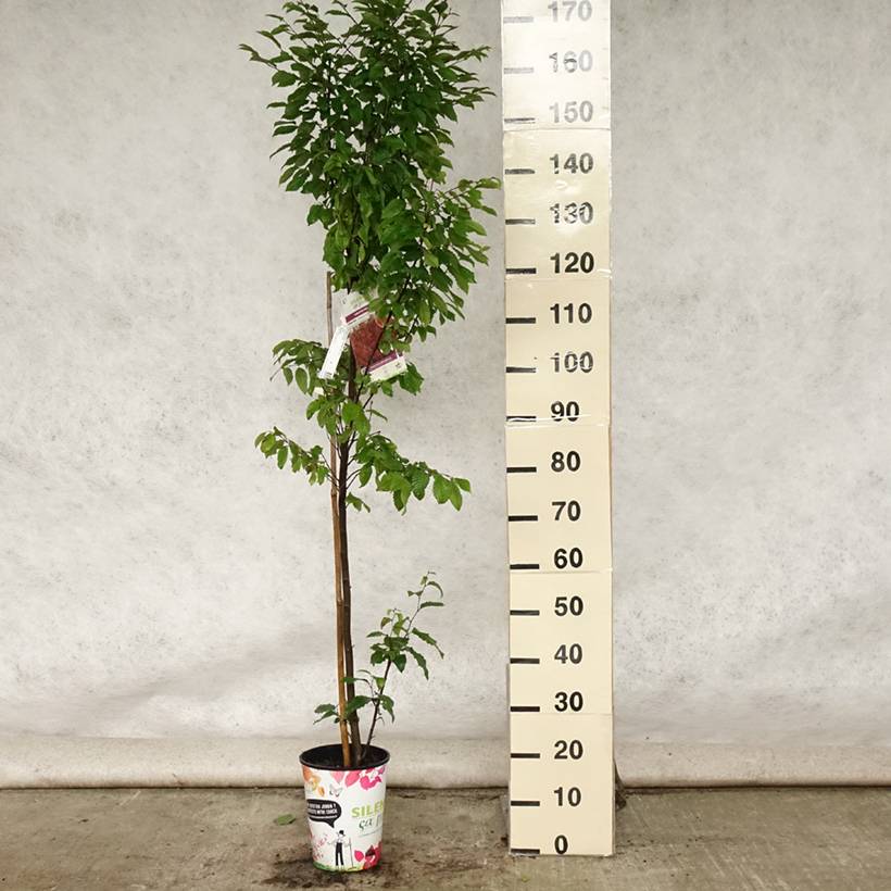 Promesse de Fleurs - Carpinus betulus Orange Retz - Charme commun Pot de 4L/5L - Image 2