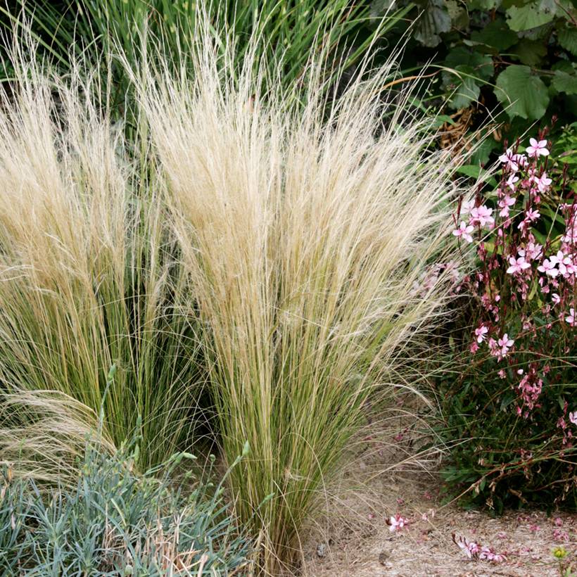 Stipa tenuifolia - Cheveux d'ange Pony Tails Godet de 7/8 cm