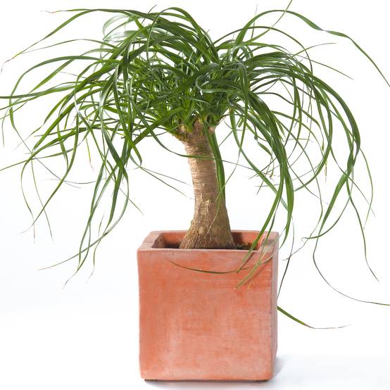 Gardenersdream - Beaucarnea Recurvata En Pot 40-50 Cm Plante Pied D'Éléphant Pour La Maison Ou Le Bureau - GardenersDream - Image 1