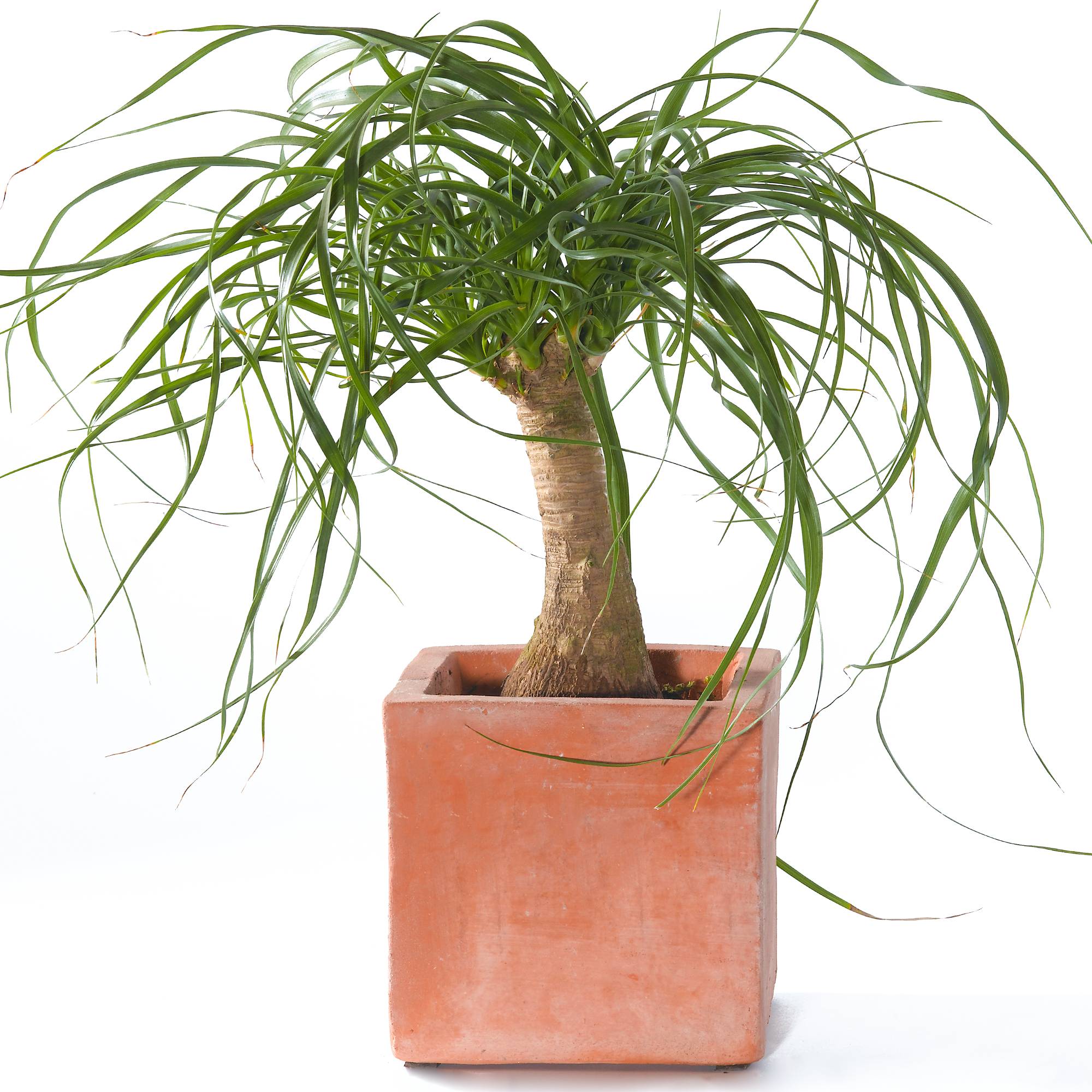 Gardenersdream - Beaucarnea Recurvata En Pot 40-50 Cm Plante Pied D'Éléphant Pour La Maison Ou Le Bureau - GardenersDream - Image 1