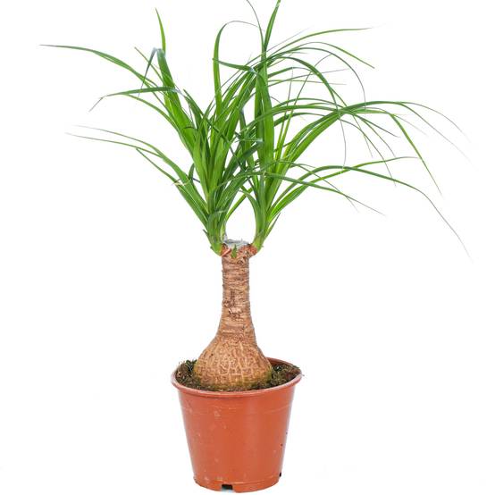 Gardenersdream - Beaucarnea Recurvata En Pot 40-50 Cm Plante Pied D'Éléphant Pour La Maison Ou Le Bureau - GardenersDream - Image 2
