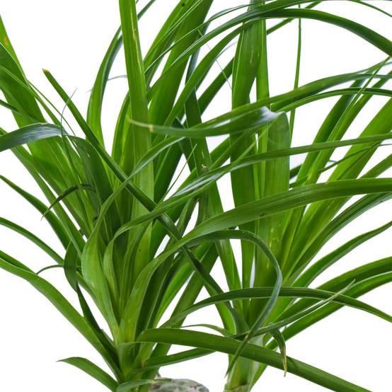 Gardenersdream - Beaucarnea Recurvata En Pot 40-50 Cm Plante Pied D'Éléphant Pour La Maison Ou Le Bureau - GardenersDream - Image 4