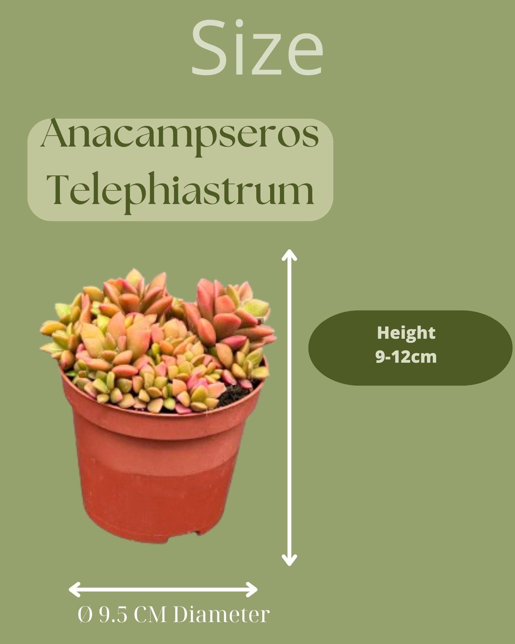 Anacampseros Rufescens Variegata Trio - Succulente Colorée et Facile d'Entretien- La Green Touch - Image 2