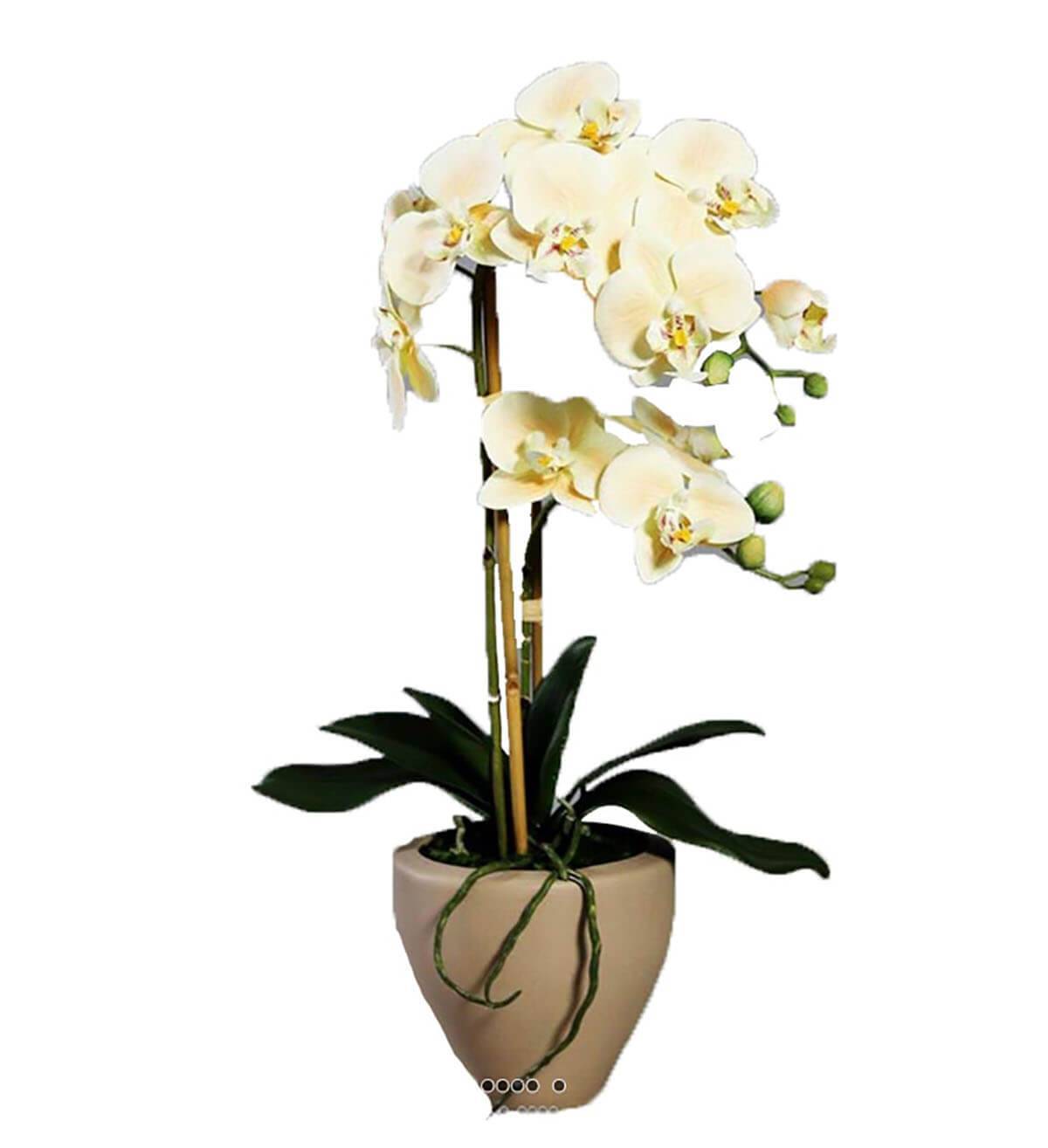 Artificielles - Orchidee factice 2 hampes pot Ceramique H57cm touché réel Vanille - couleur: Vanille - Image 1