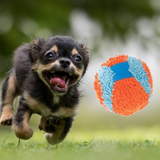 IntiMeg - Jouet pour chien balle rebondissante IntiMeg - Image 4