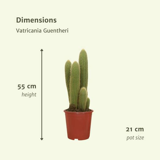 Vatricania Guentheri h55cm - cactus d'intérieur- La Green Touch - Image 5