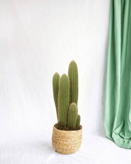 Vatricania Guentheri h55cm - cactus d'intérieur- La Green Touch - Image 1