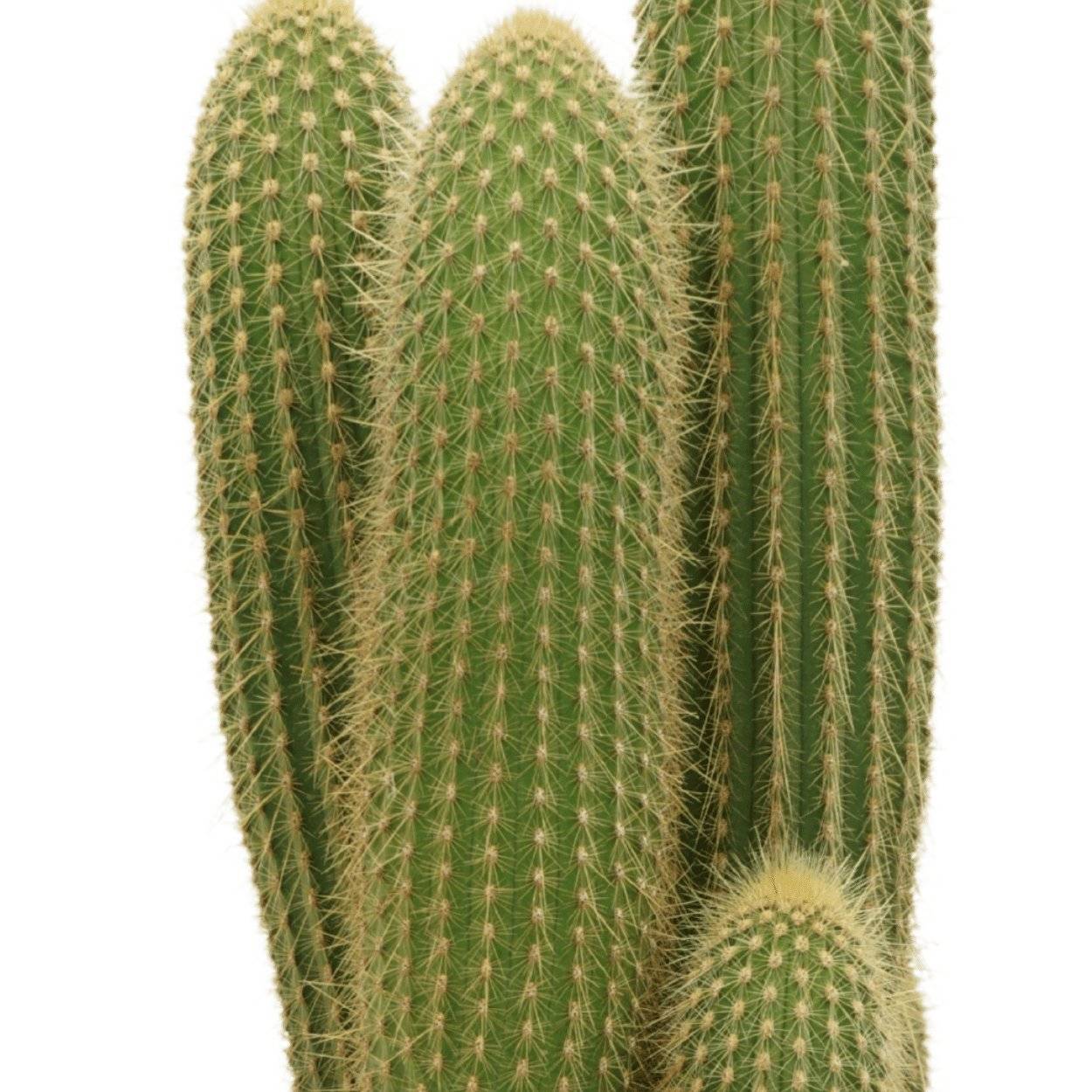 Vatricania Guentheri h55cm - cactus d'intérieur- La Green Touch - Image 4