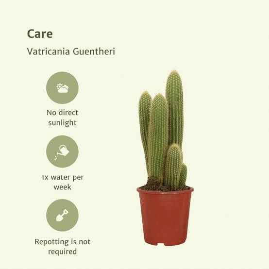 Vatricania Guentheri h55cm - cactus d'intérieur- La Green Touch - Image 6