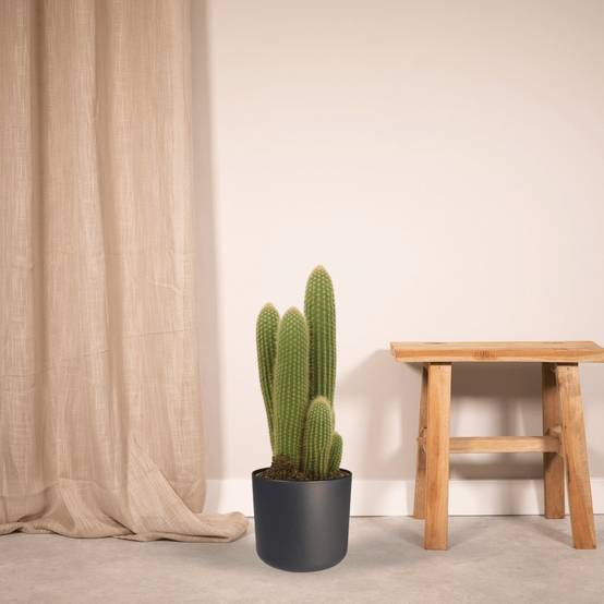 Vatricania Guentheri h55cm - cactus d'intérieur- La Green Touch - Image 3