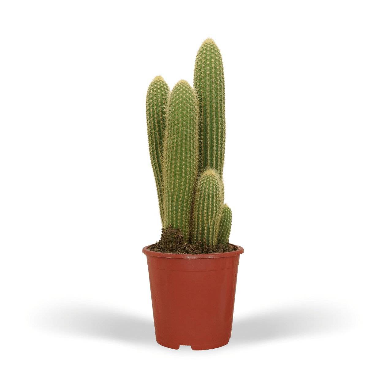 Vatricania Guentheri h55cm - cactus d'intérieur- La Green Touch - Image 2