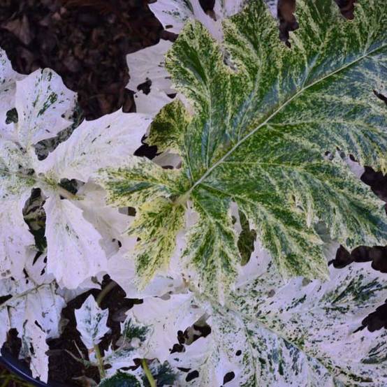 Acanthus mollis Tasmanian Angel - Acanthe panachée Godet de 8/9 cm