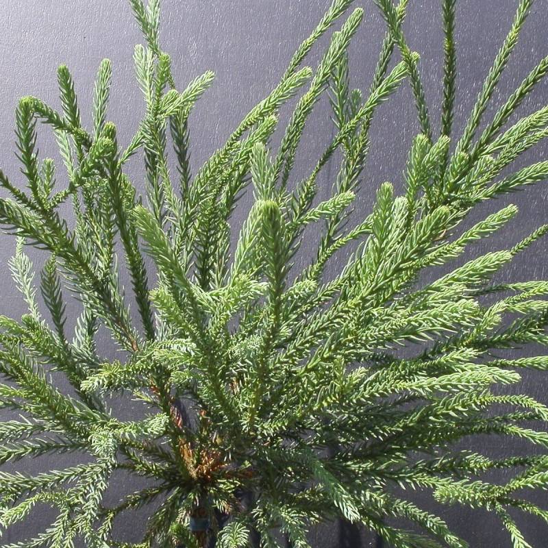 Cèdre du Japon Araucarioides, Cryptomeria - Pot de 15L - 60/80 cm - Image 1