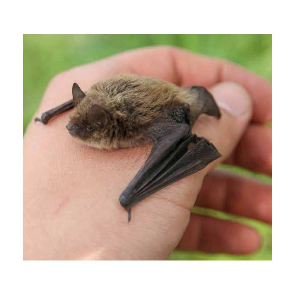 Animallparadise - animallparadise - Nichoir en bois, hauteur 28.5 cm, couleur aléatoire pour chauve-souris - Image 4